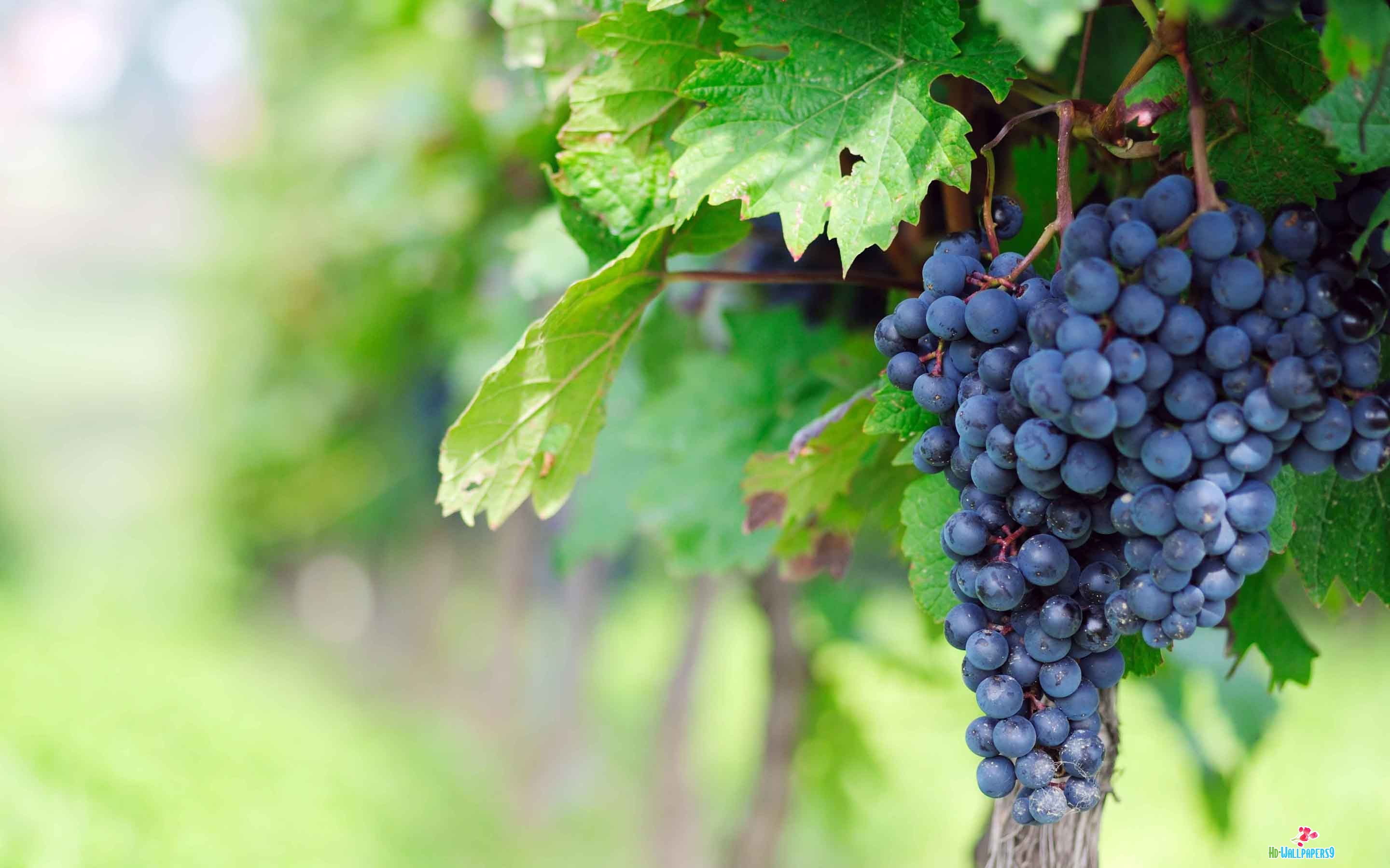 From Grape to Wine (See how it is done) | Holiday Accommodation in